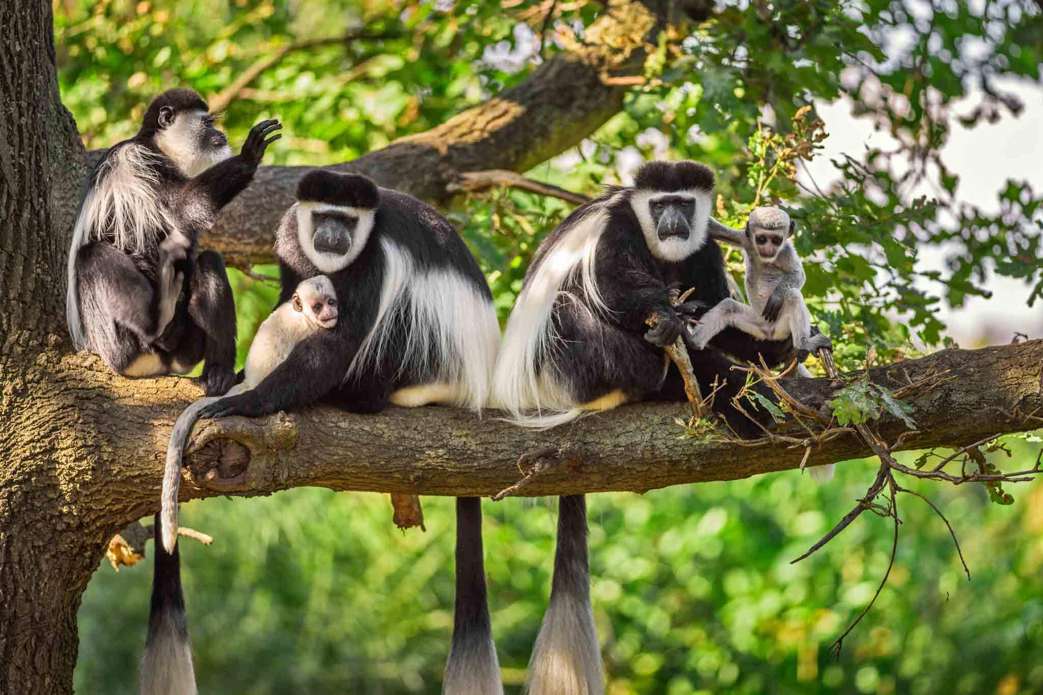 Black-and-white colobus monkey sitting in a tree