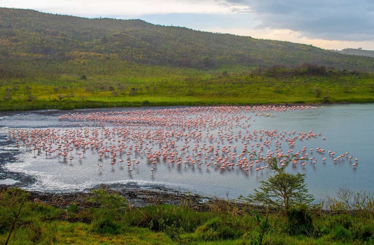 Momella Lakes with flamingos and Mount Meru in background