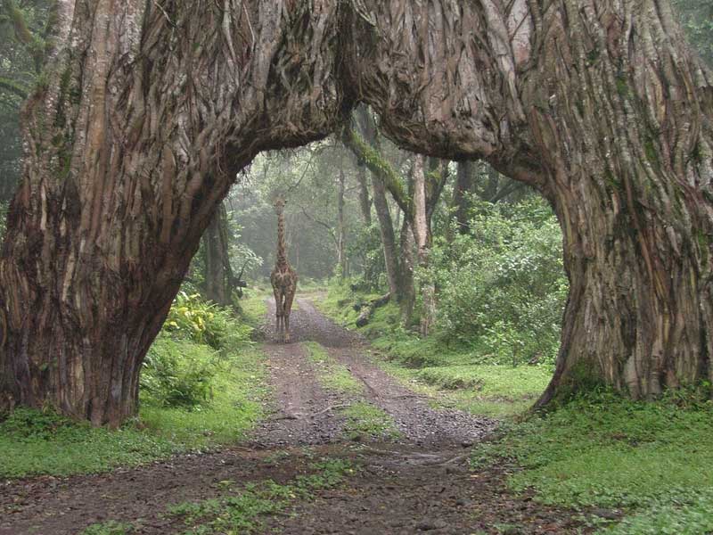 View towards Mount Meru in Arusha National Park
