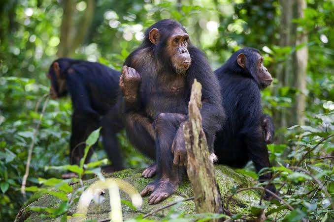 Chimpanzee in Gombe Stream National Park