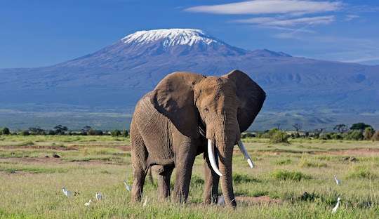 Mount Kilimanjaro peak covered in snow