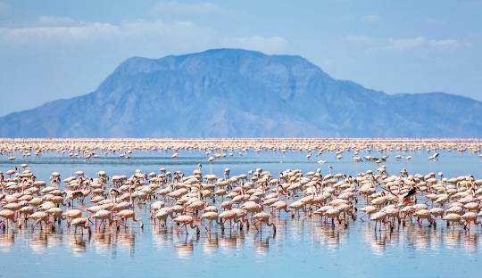 Vast salt flats and flamingos at Lake Natron
