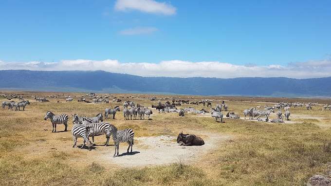 Ngorongoro Crater floor with wildlife