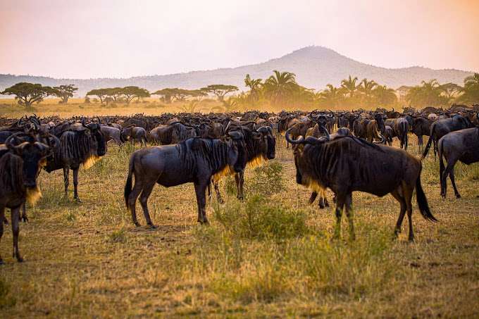 Vast plains of Serengeti National Park