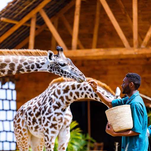 Visitor interacting with a Serval cat