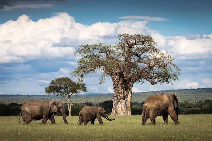 Elephants near Baobab trees in Tarangire