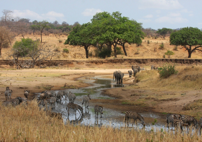 Wildlife gathering at waterhole during dry season