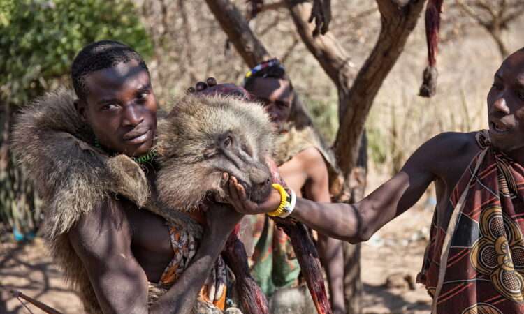 Hadzabe man demonstrating archery skills