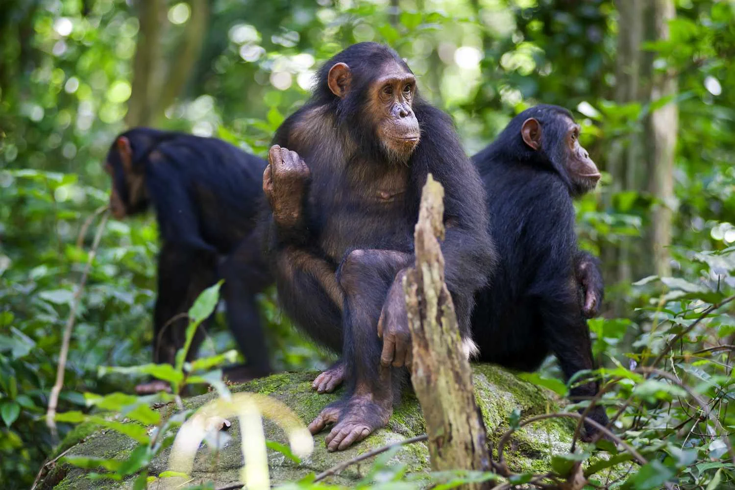 Chimpanzee sitting in the forest of Gombe Stream National Park