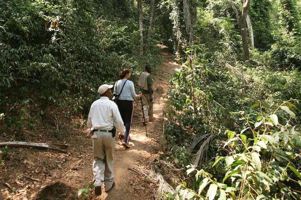 Tourists trekking through the forest in Gombe Stream