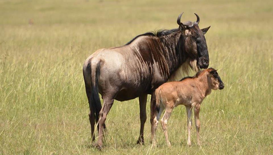 Wildebeest herd with young calves on green plains