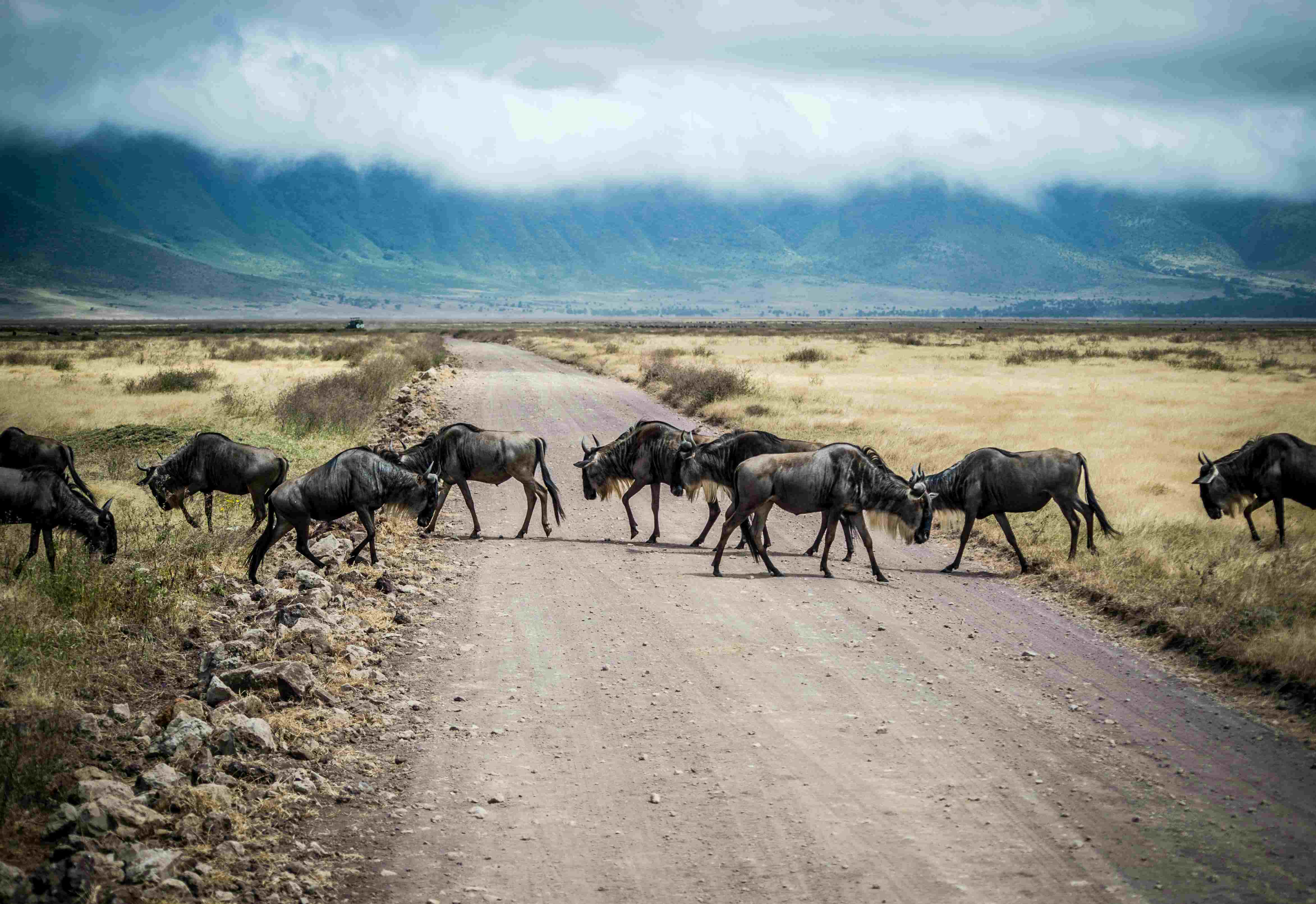 Wildebeest migration crossing river