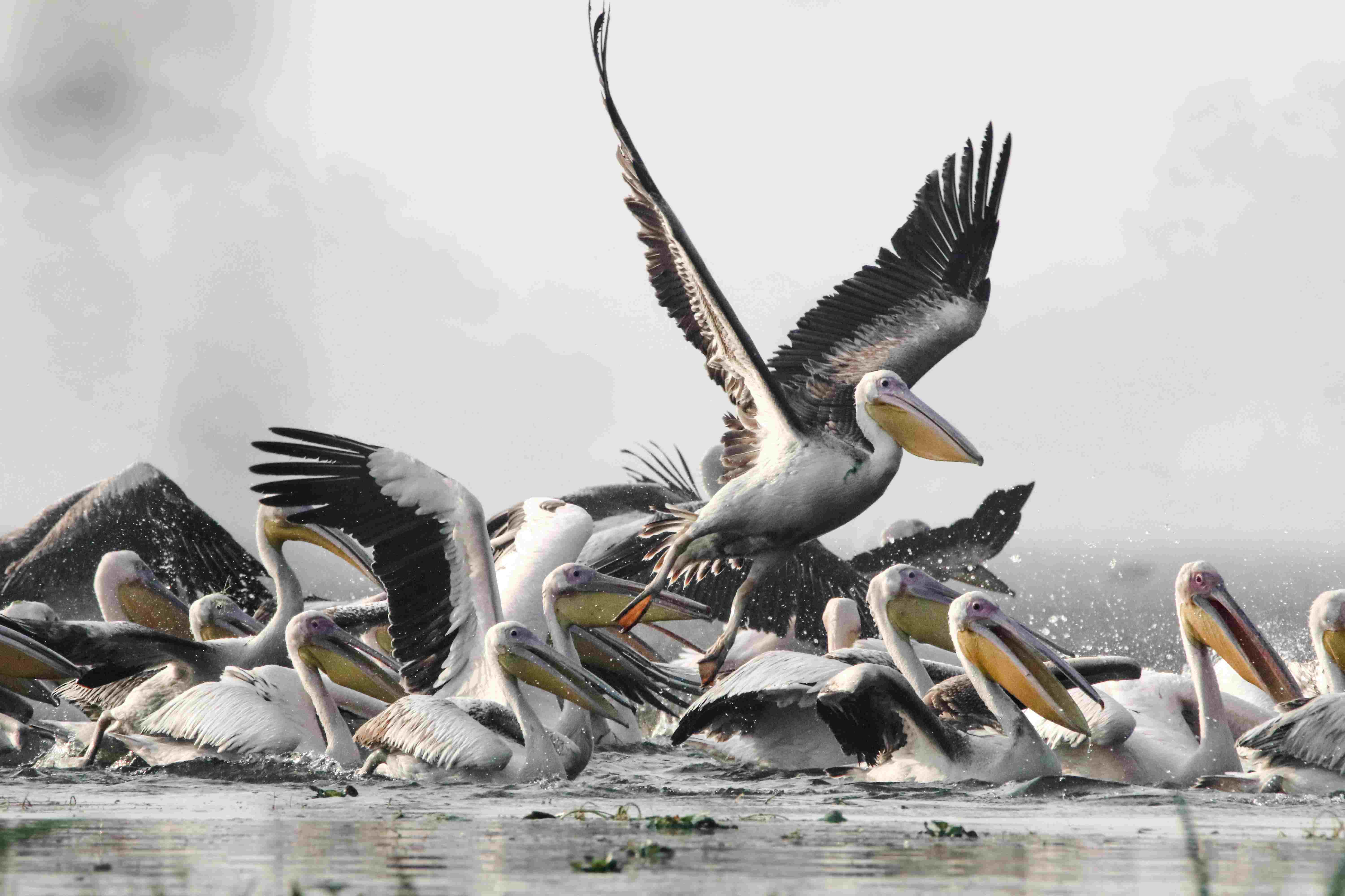 Safari Photography