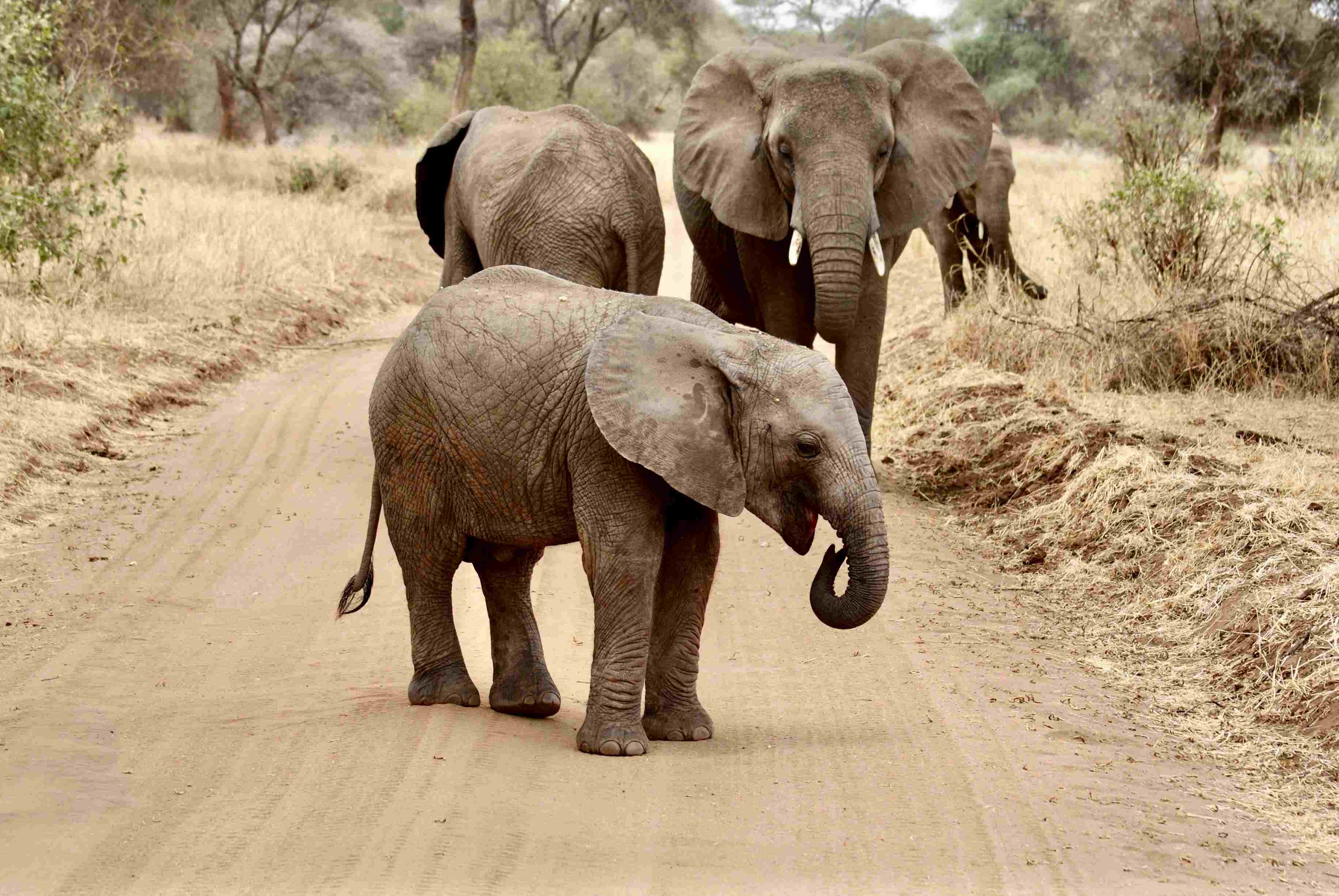 Tarangire National Park