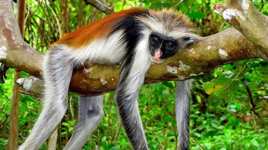 Zanzibar Red Colobus Monkey in Jozani Forest