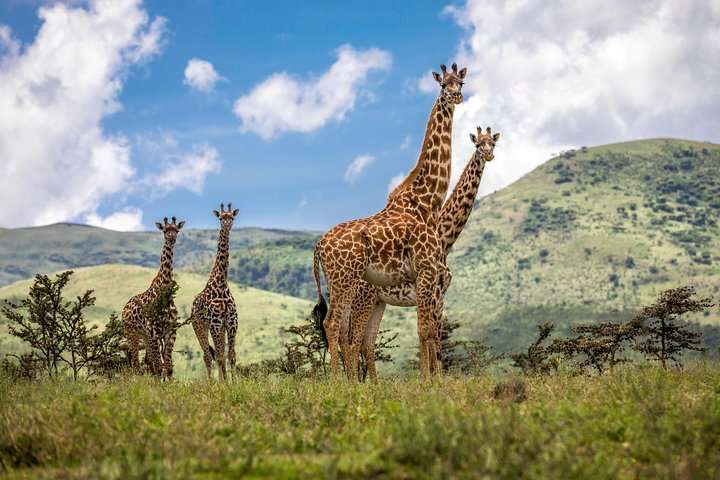 Giraffes or buffaloes seen on the lower slopes of Mount Meru