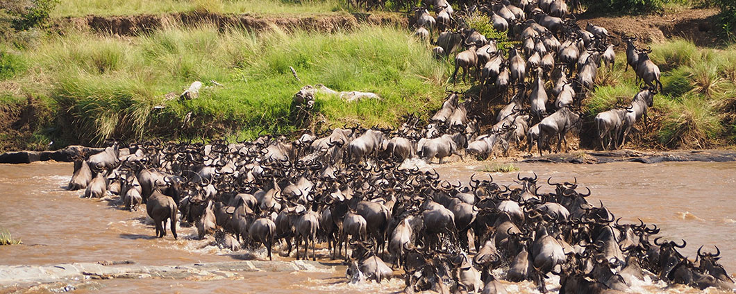 Wildebeest crossing the Mara River