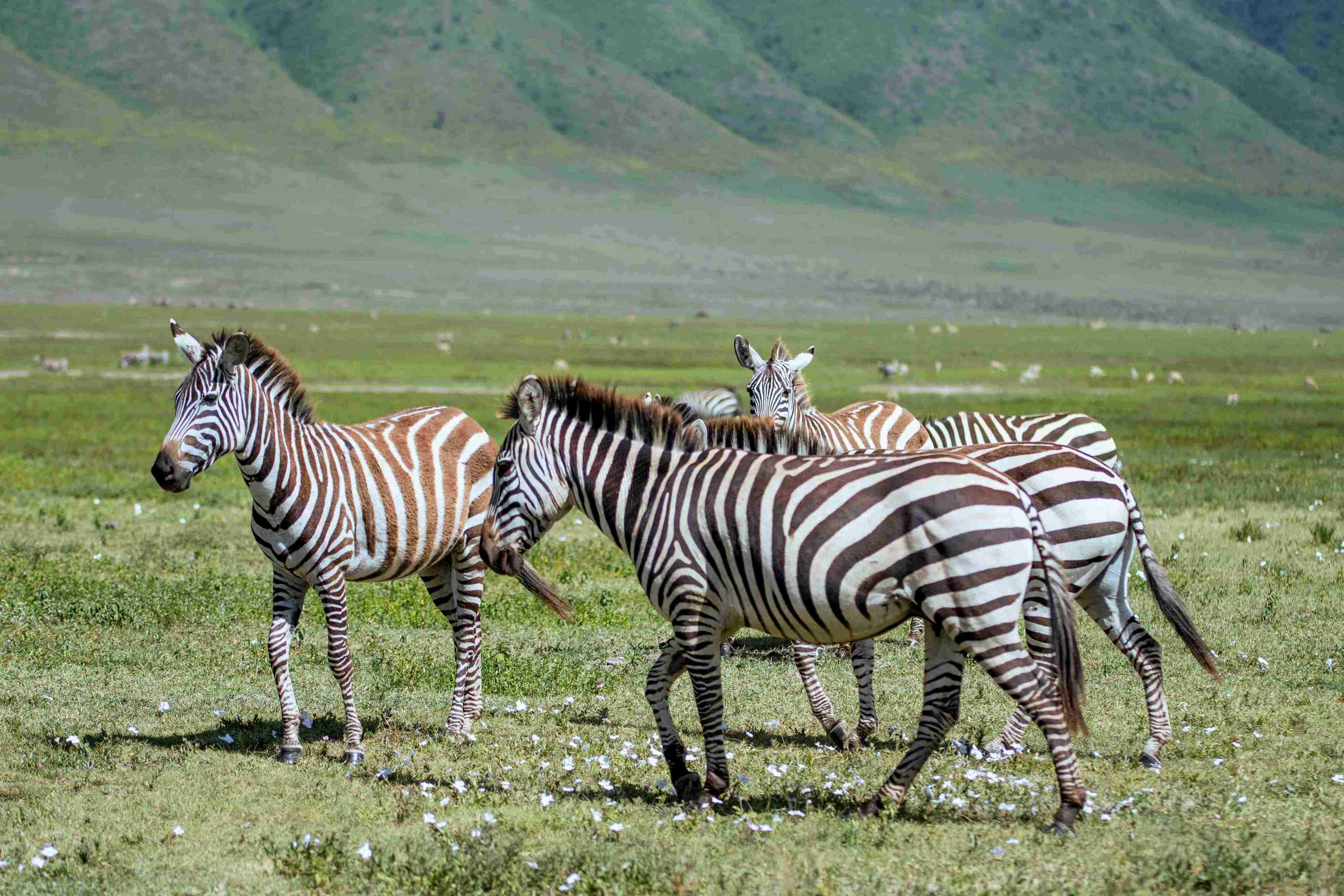 View into the Ngorongoro Crater from the rim