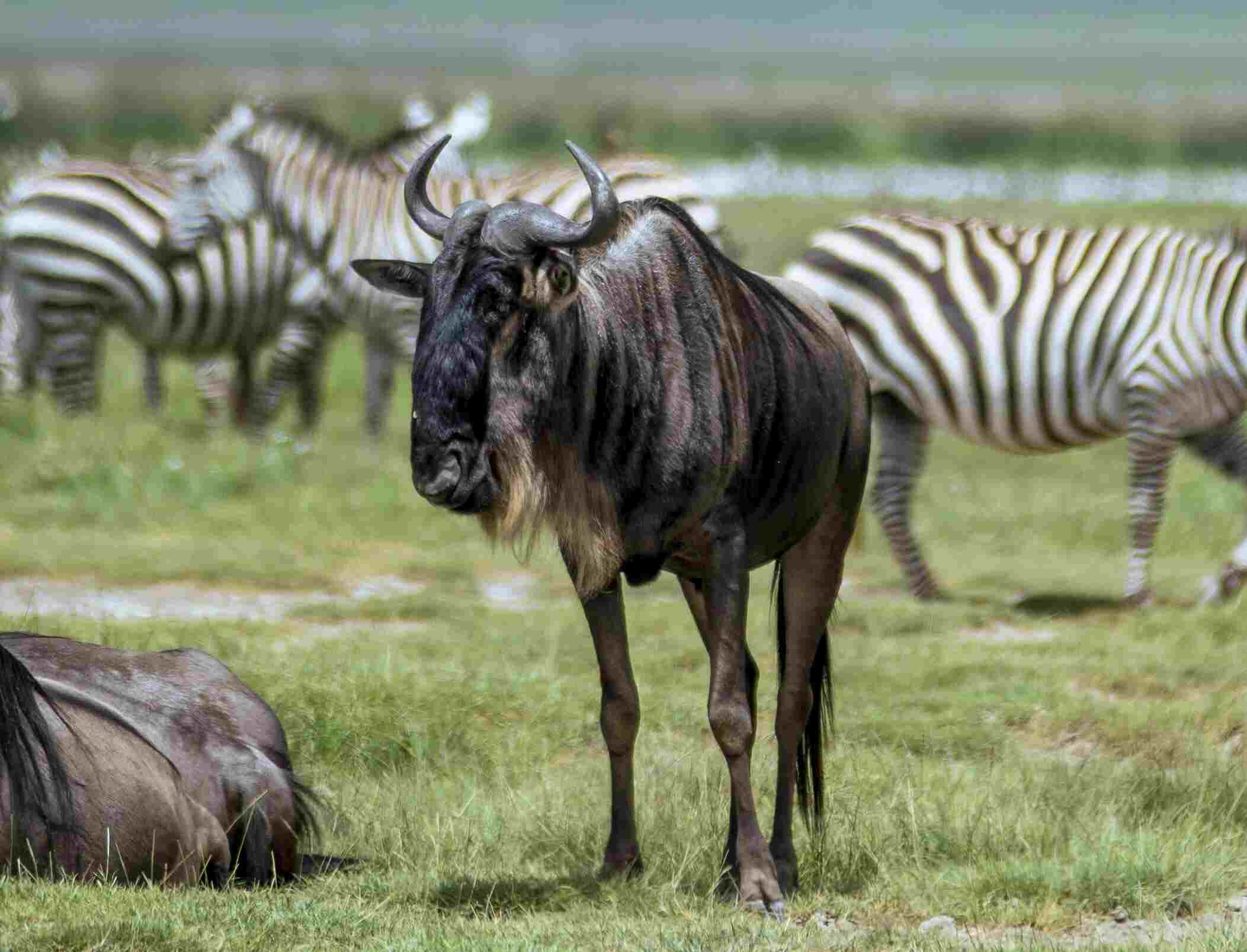 Well-composed wildlife photo demonstrating rule of thirds