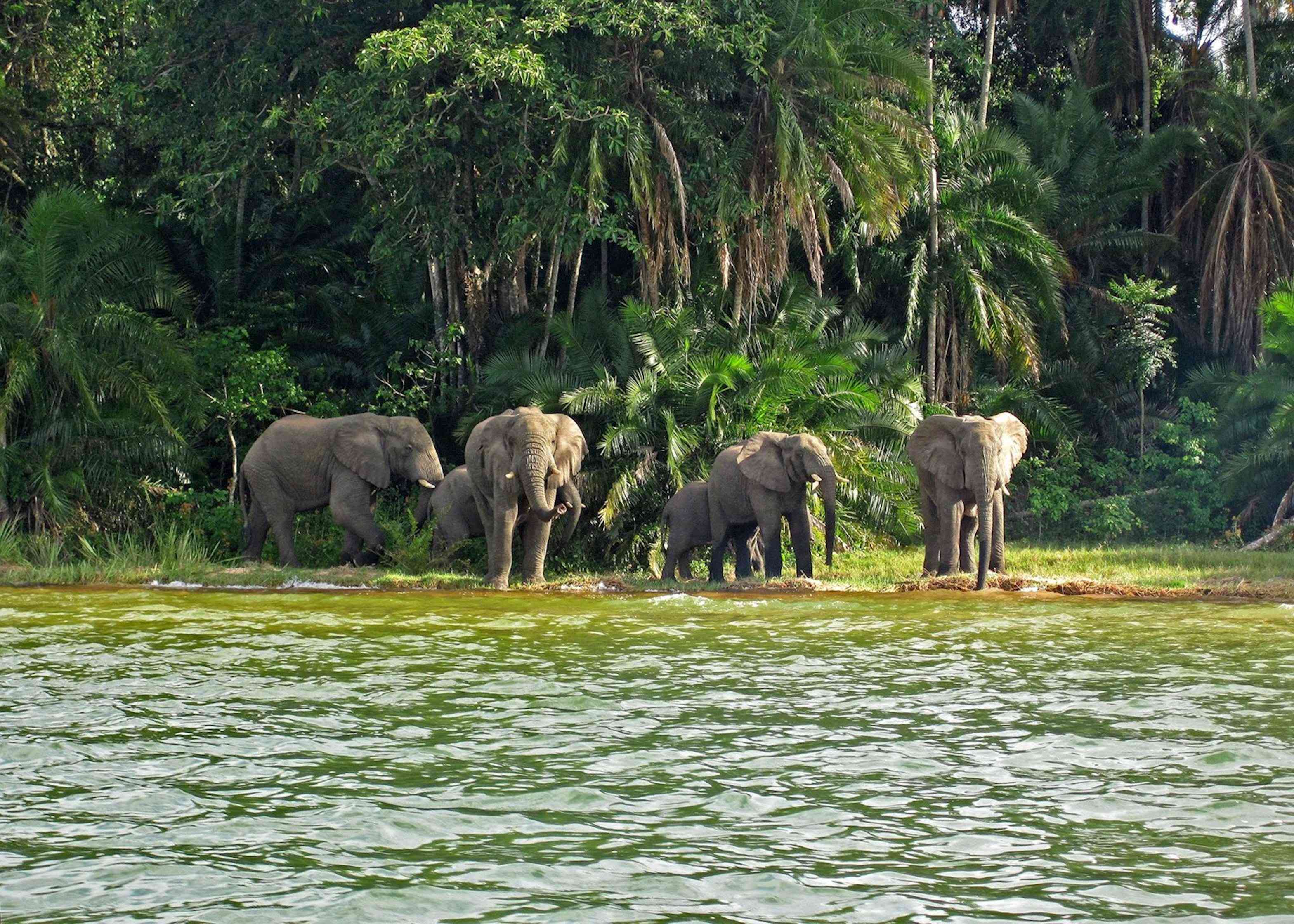 Forest scene or wildlife on Rubondo Island