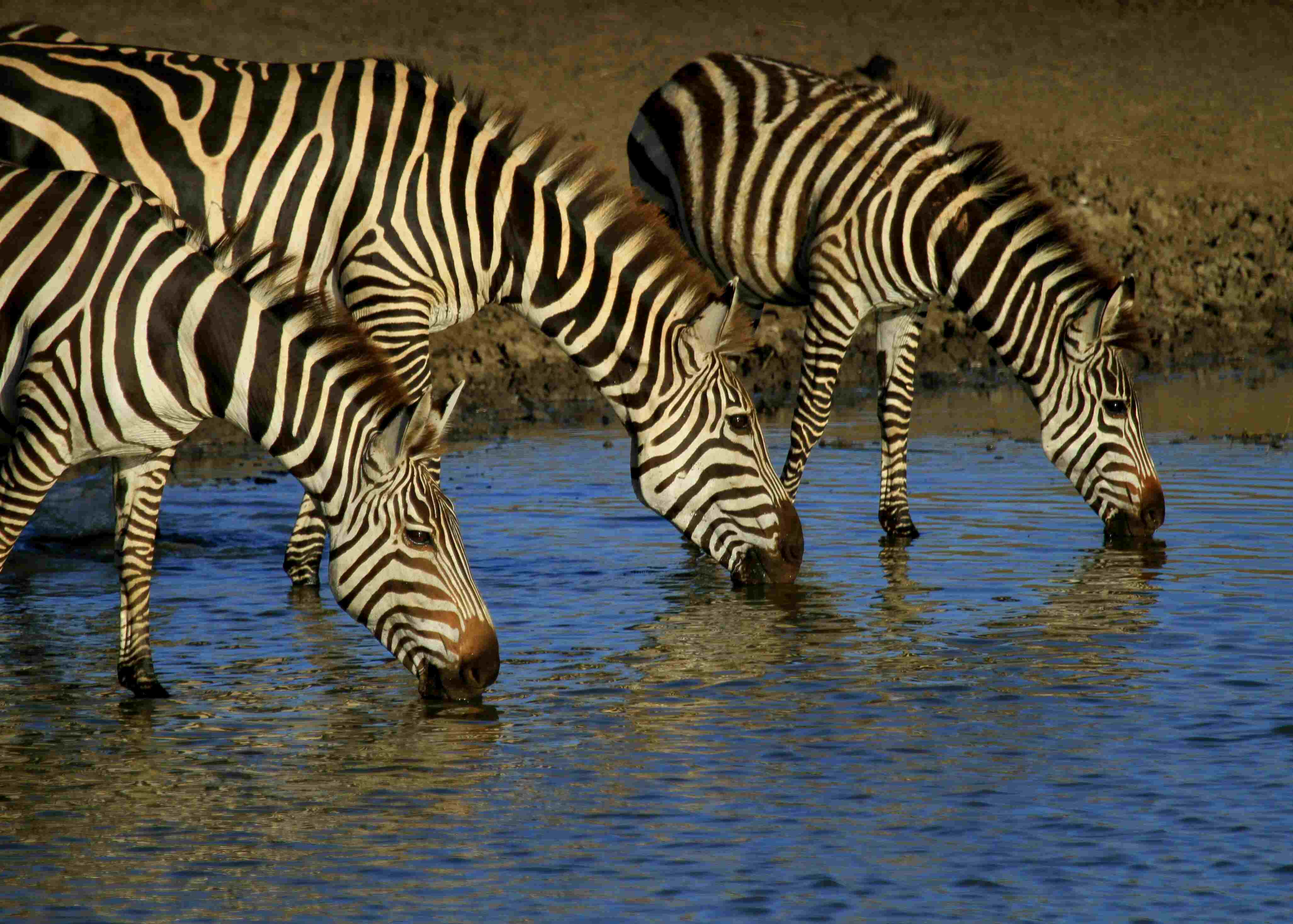 Wildlife in Serengeti