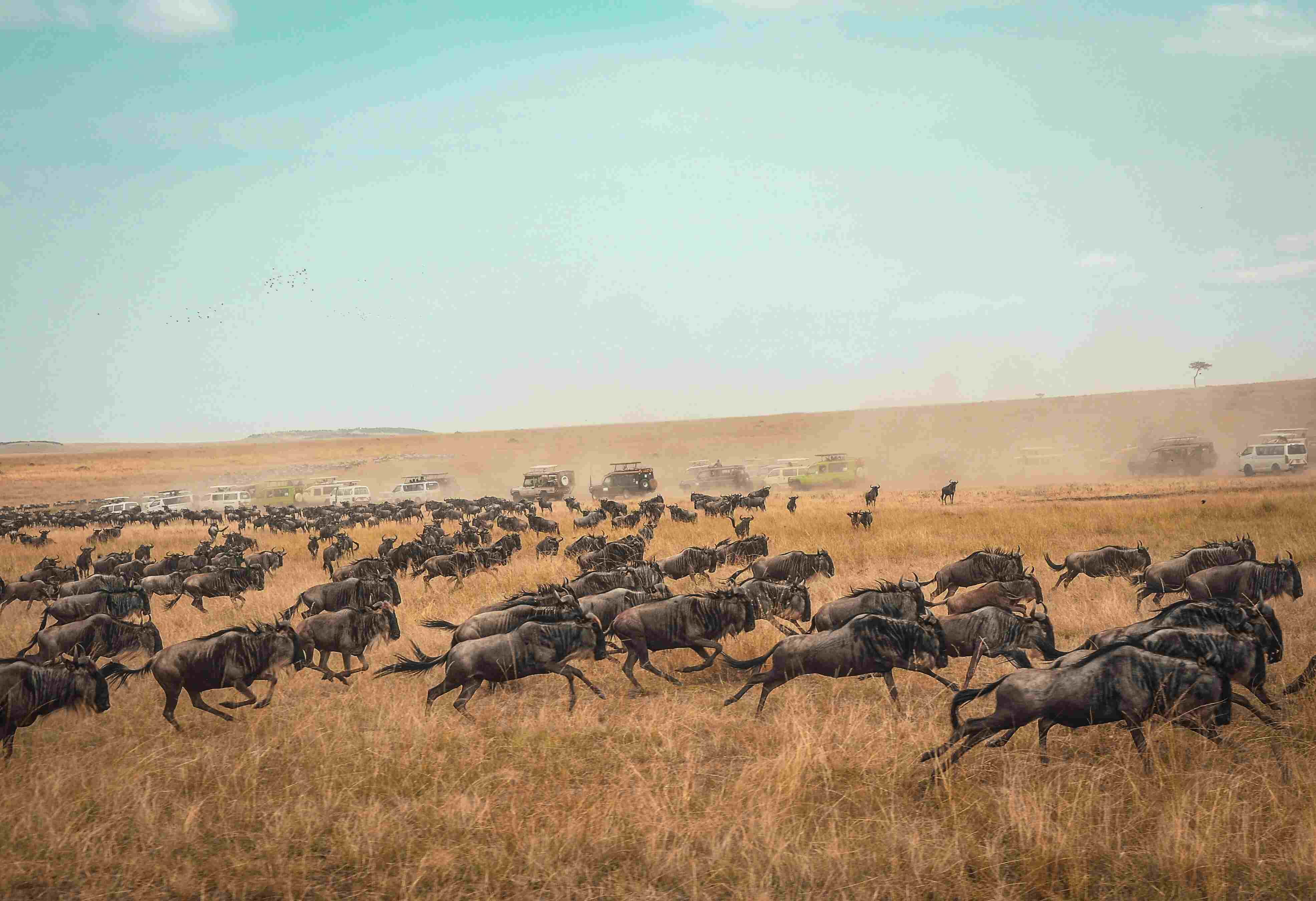 Wildebeest migration crossing a river in Serengeti