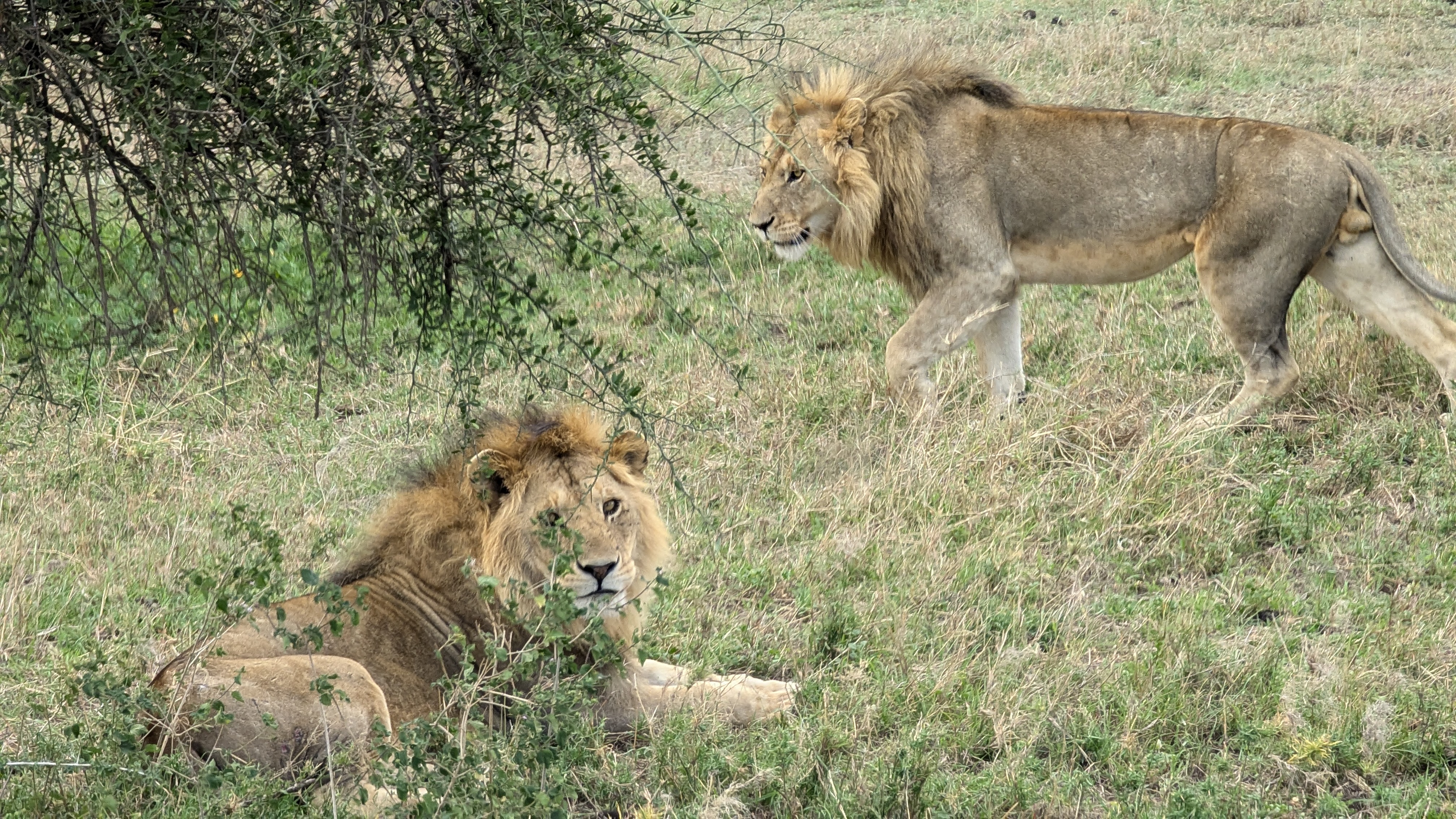 Serengeti and Ngorongoro landscape