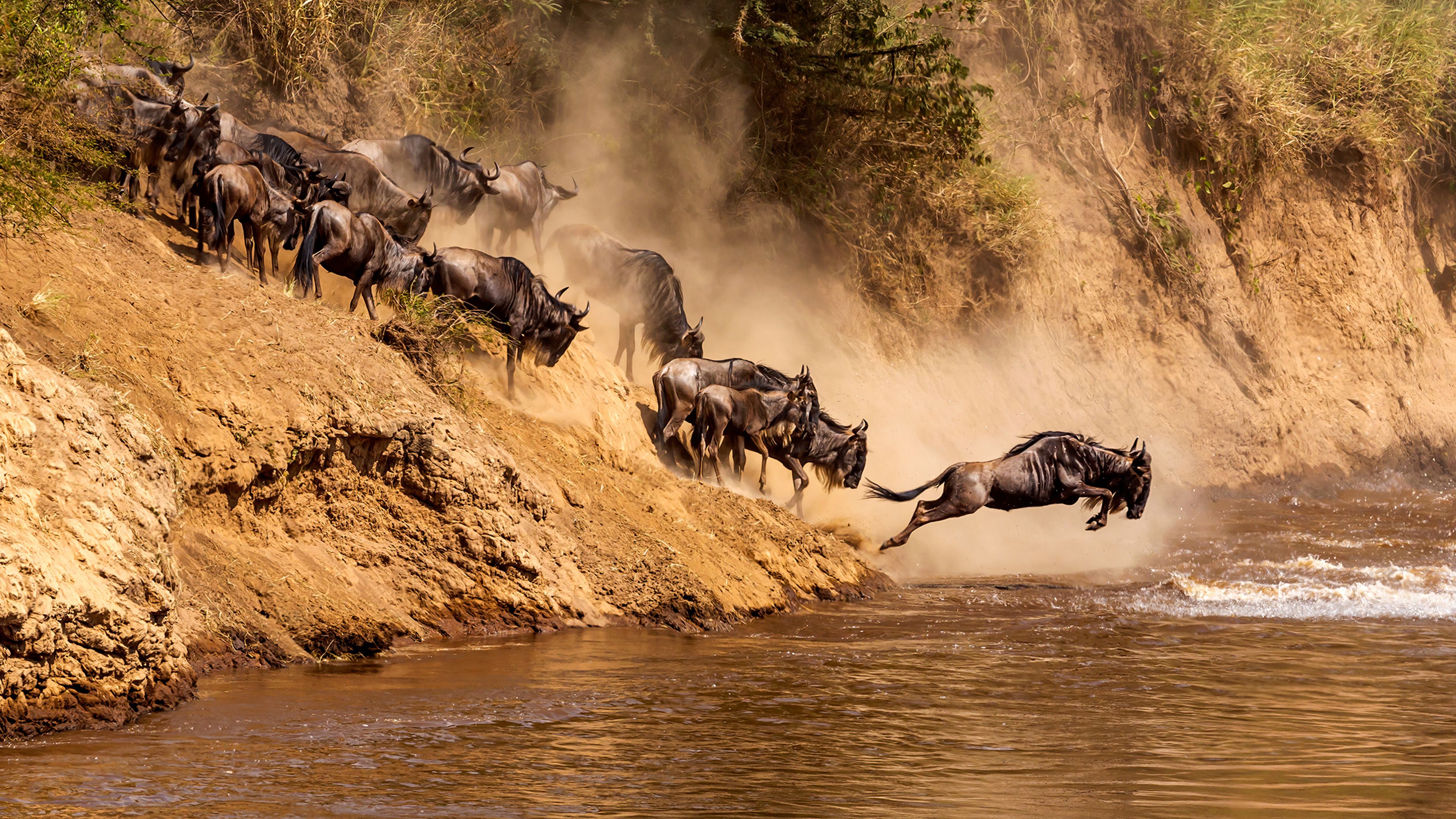 Vast herds spread across the Serengeti plains