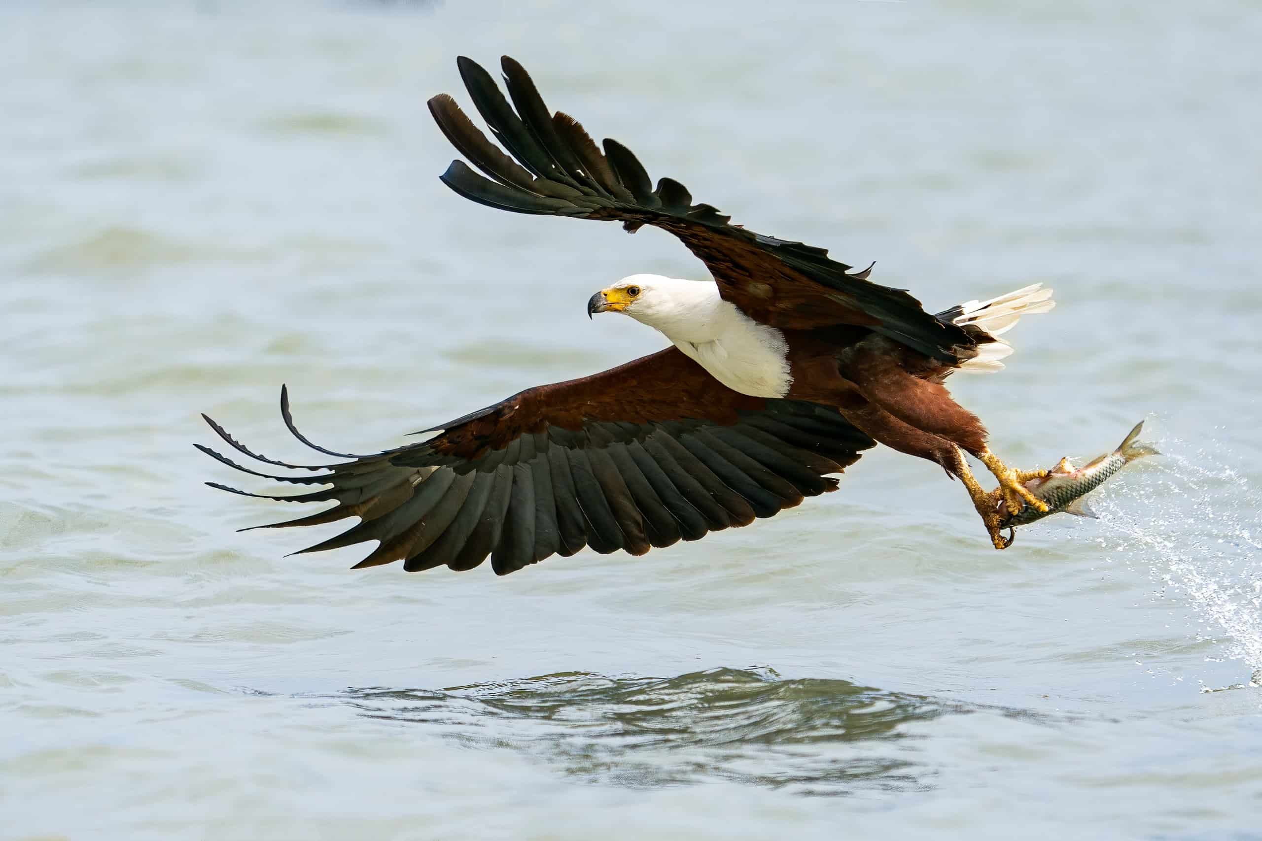 African Fish Eagle or other prominent bird near Lake Victoria