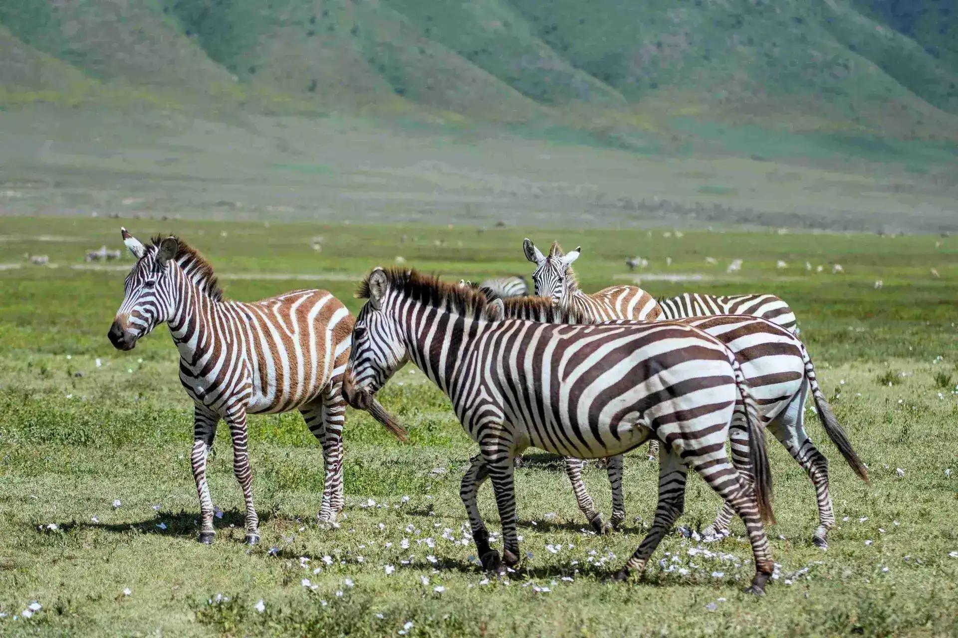Ngorongoro Crater viewpoint, one of Tanzania's most spectacular safari destinations