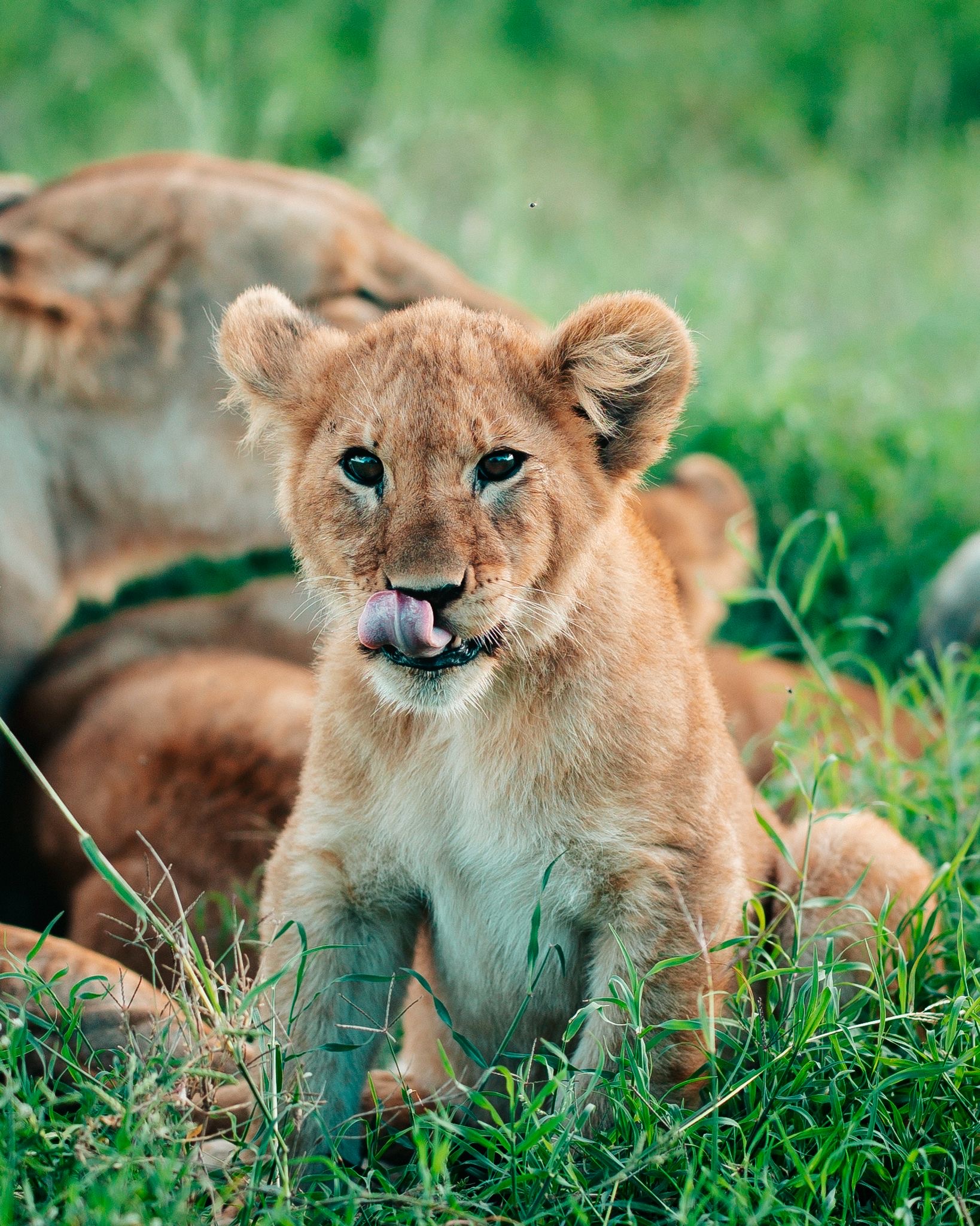 Tanzania Wildlife Safari Encounter in Serengeti National Park