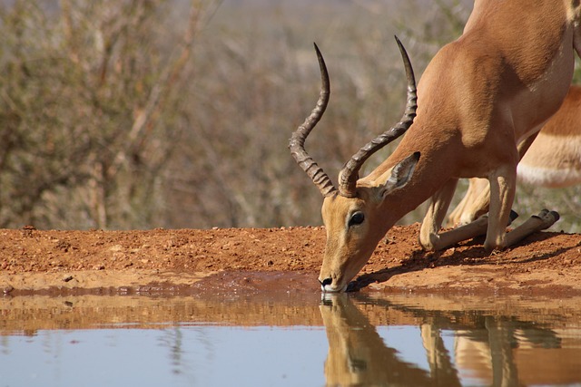 2 Days Express Safari
